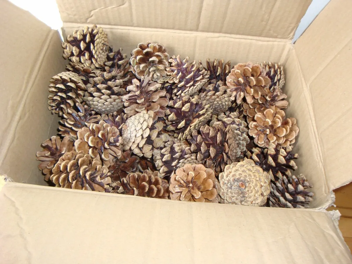 Box of real pinecones - Image 2