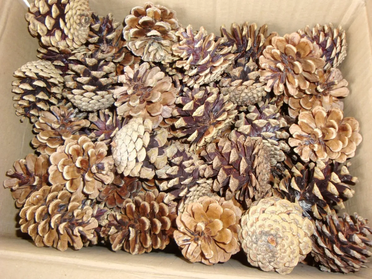 Box of real pinecones - Image 3