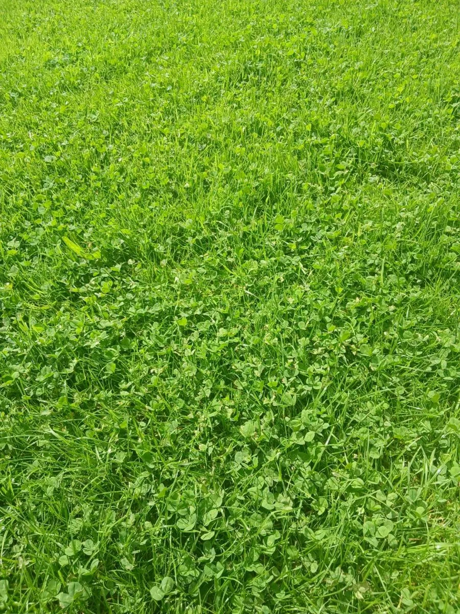 After grass - Image 1