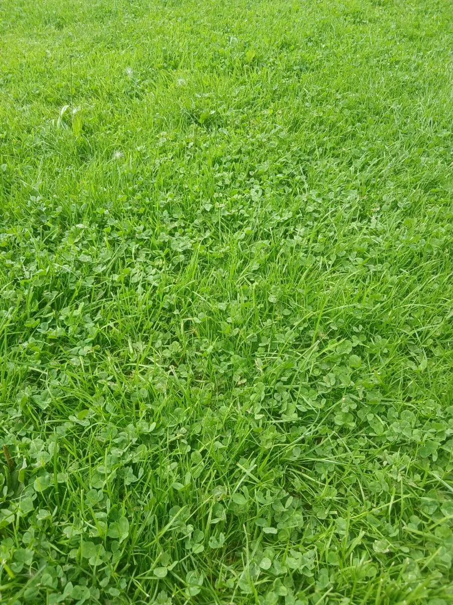 After grass - Image 2