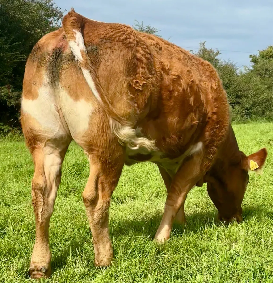 Super Bulling Heifer Ennis Mart August 7th - Image 1