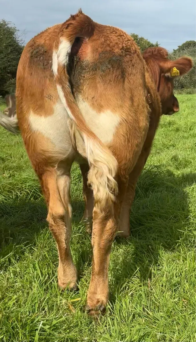 Super Bulling Heifer Ennis Mart August 7th - Image 2
