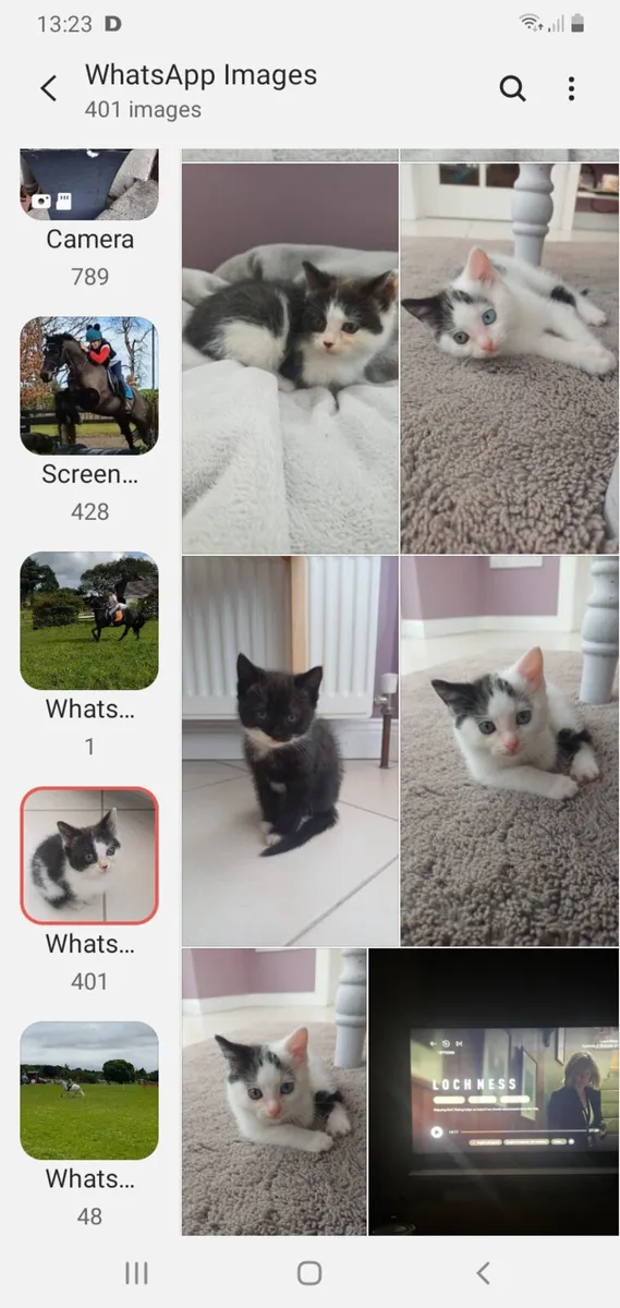 Free to good home. I male 2 female kittens - Image 3