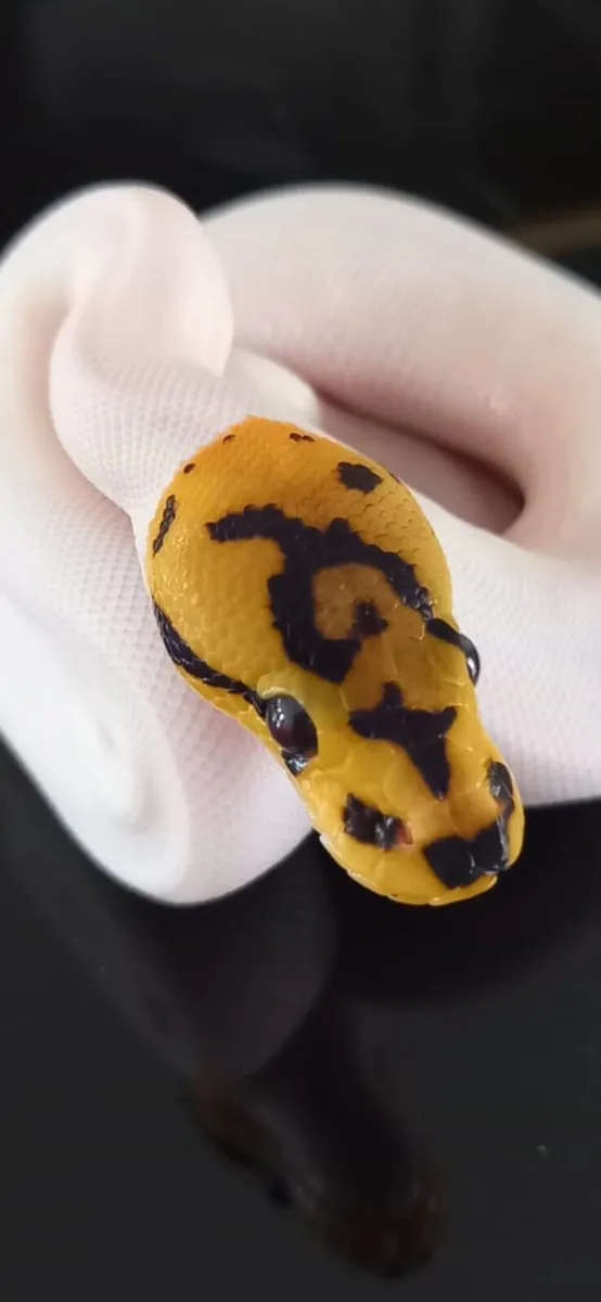 Royal python morps - Image 1