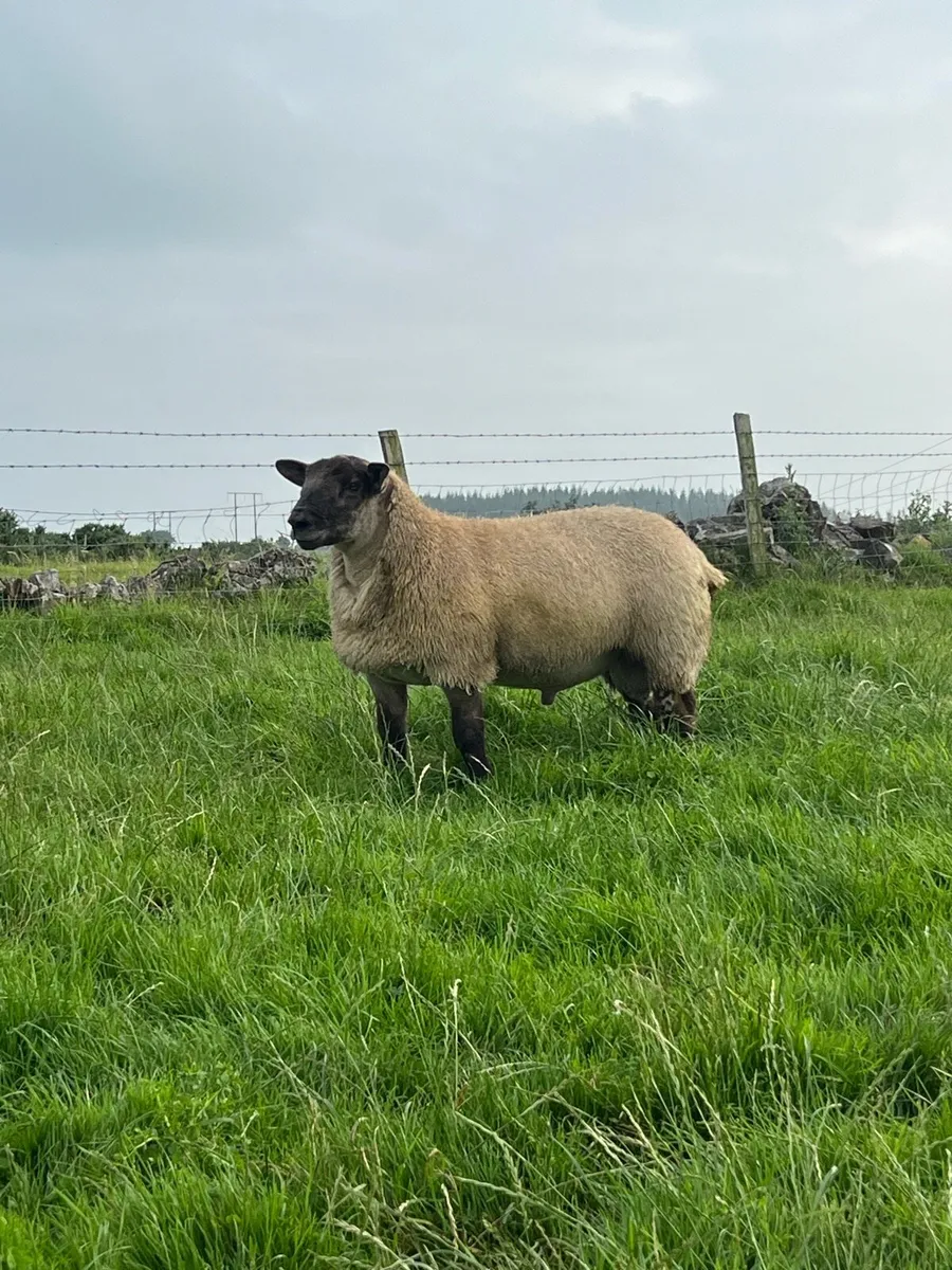 Selection of rams - Image 1