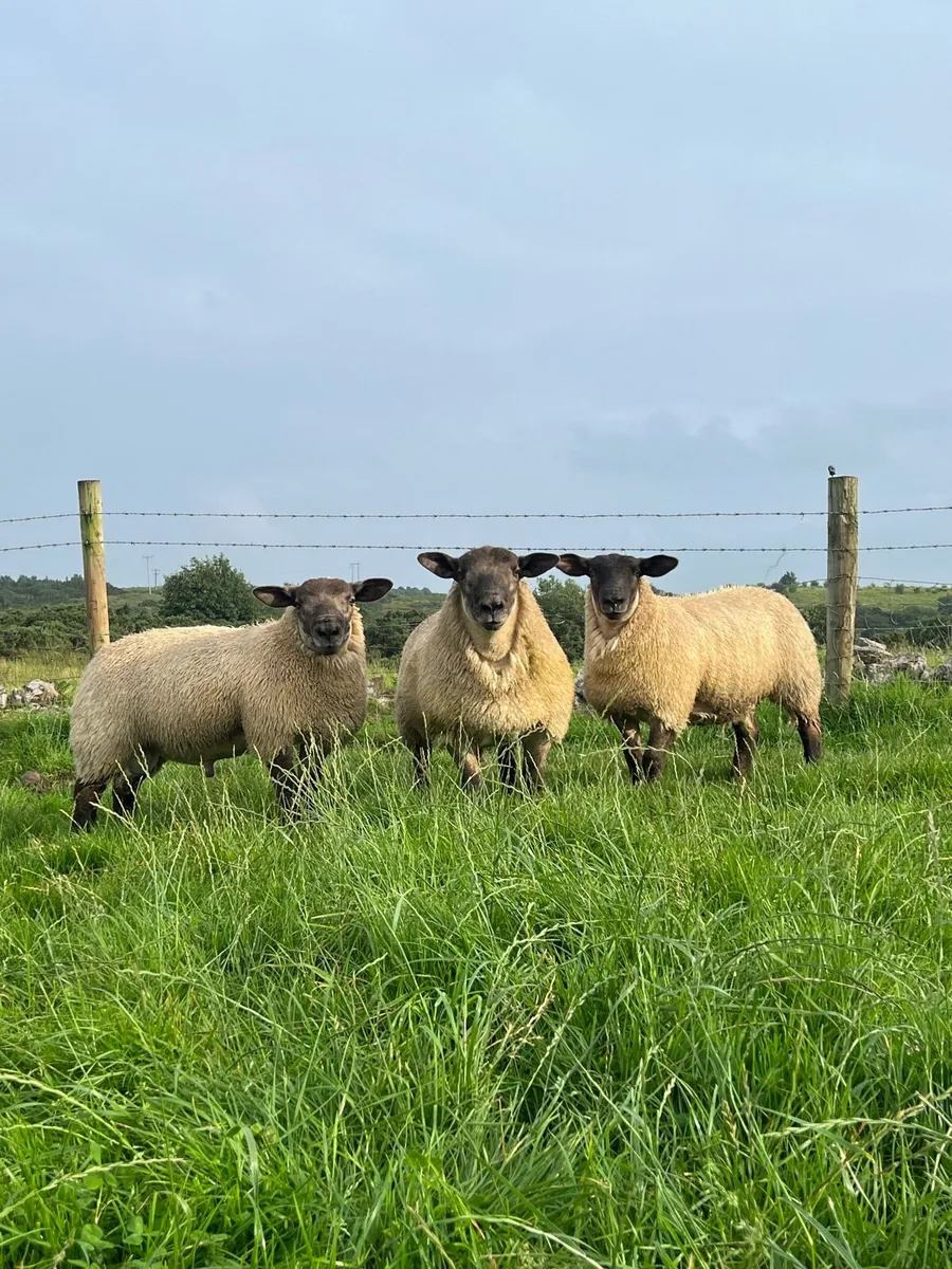 Selection of rams - Image 2