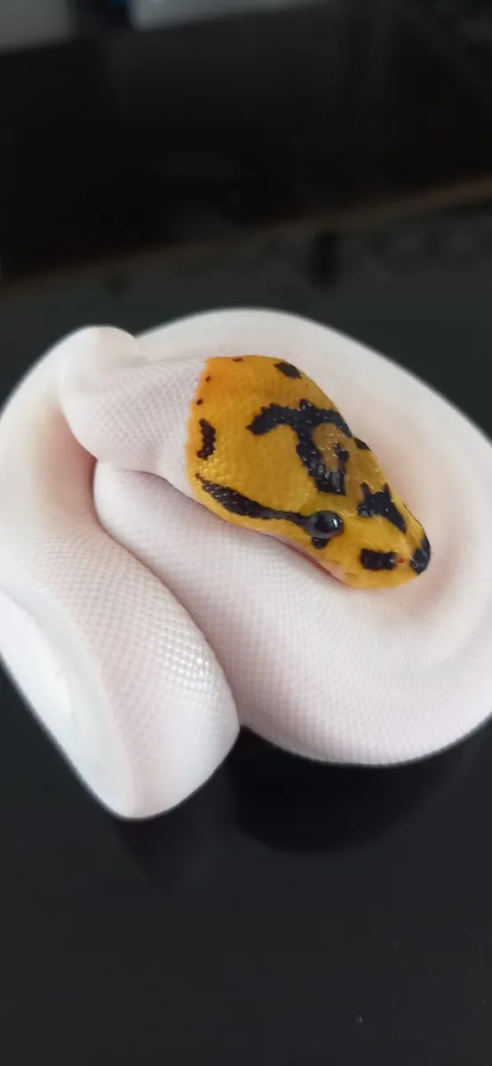 Royal python morps - Image 2