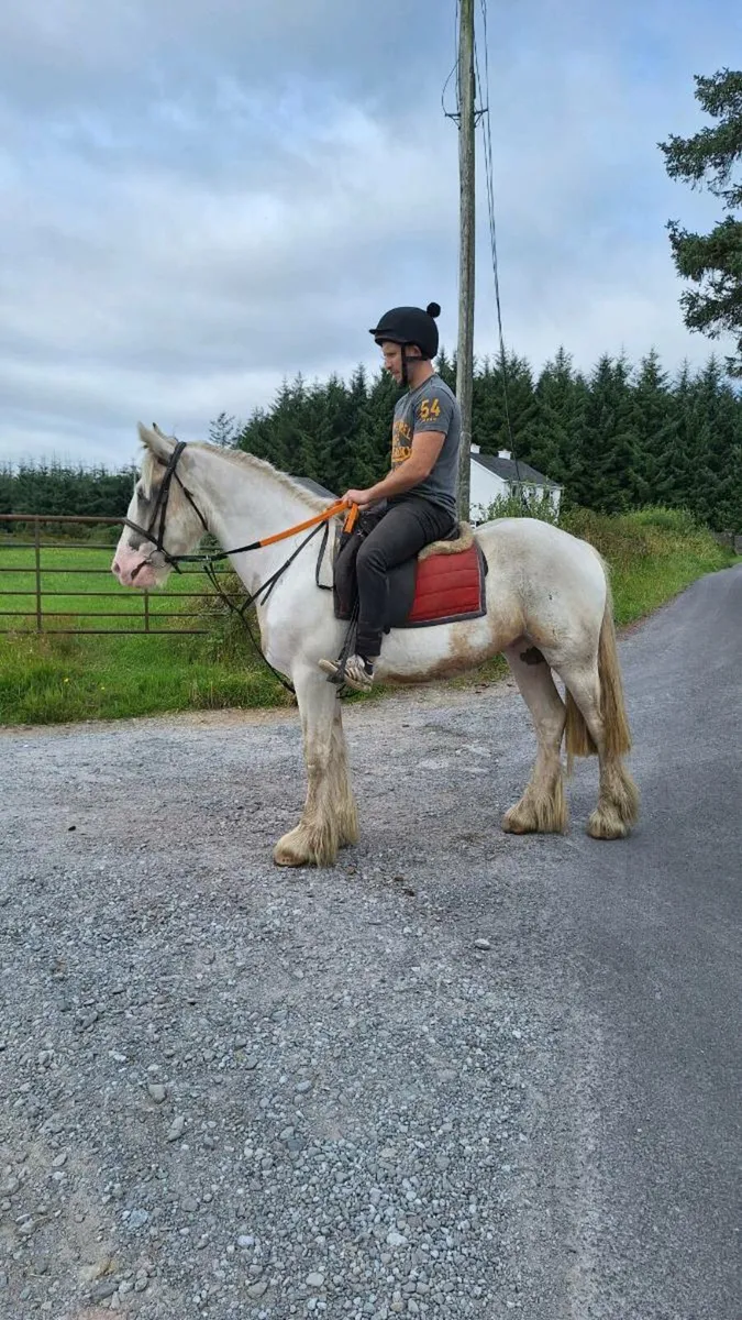 Smashing 3 year old cob💥 - Image 1