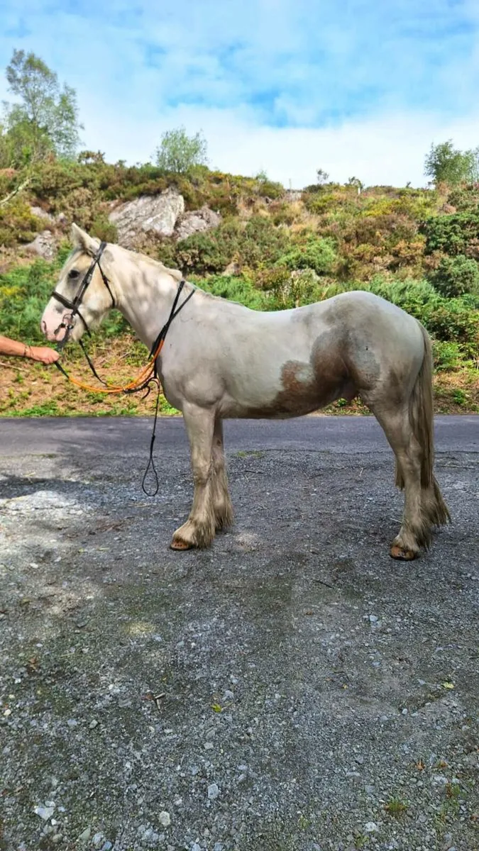 Smashing 3 year old cob💥 - Image 2