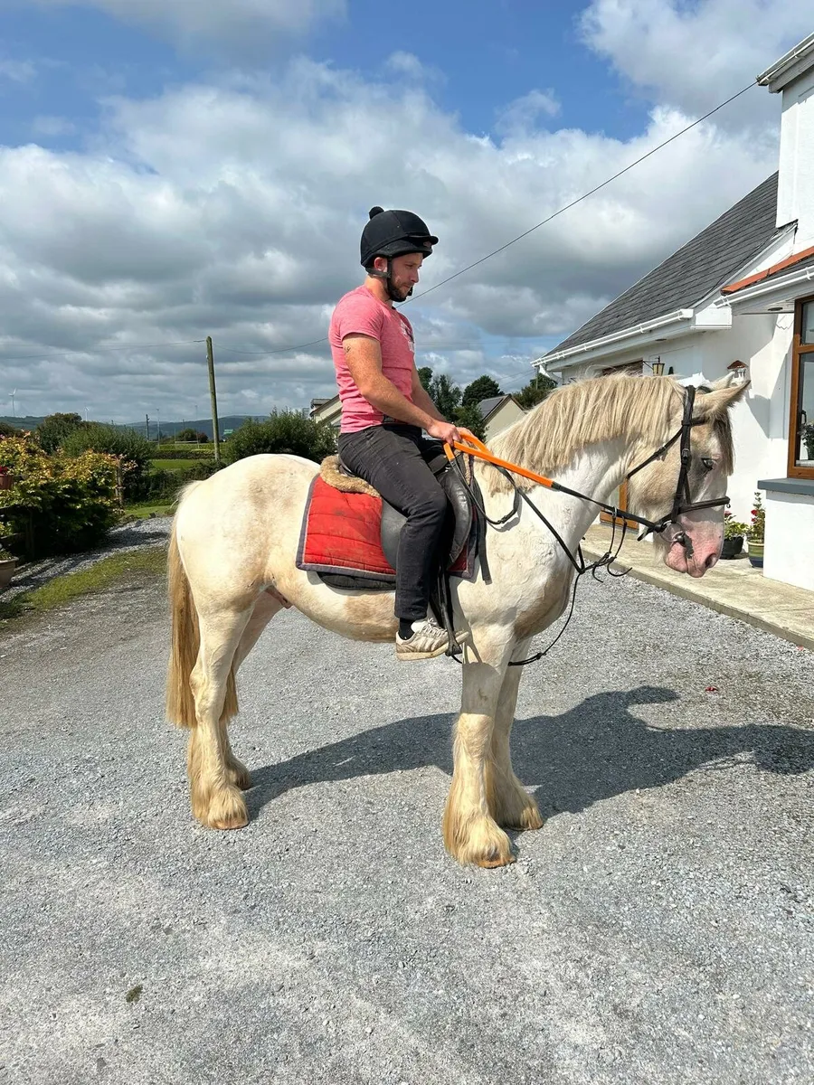 Smashing 3 year old cob💥 - Image 3