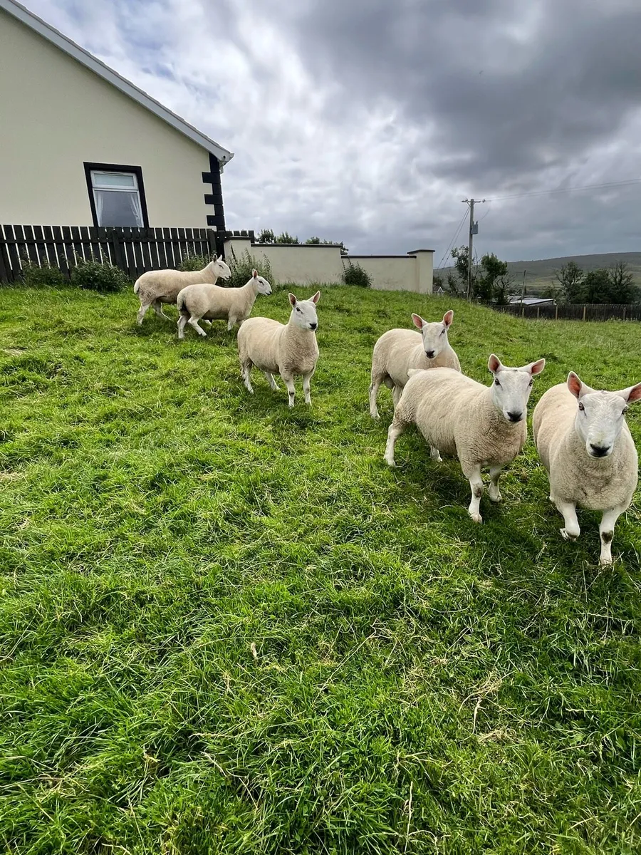North Country Cheviot Rams - Image 2