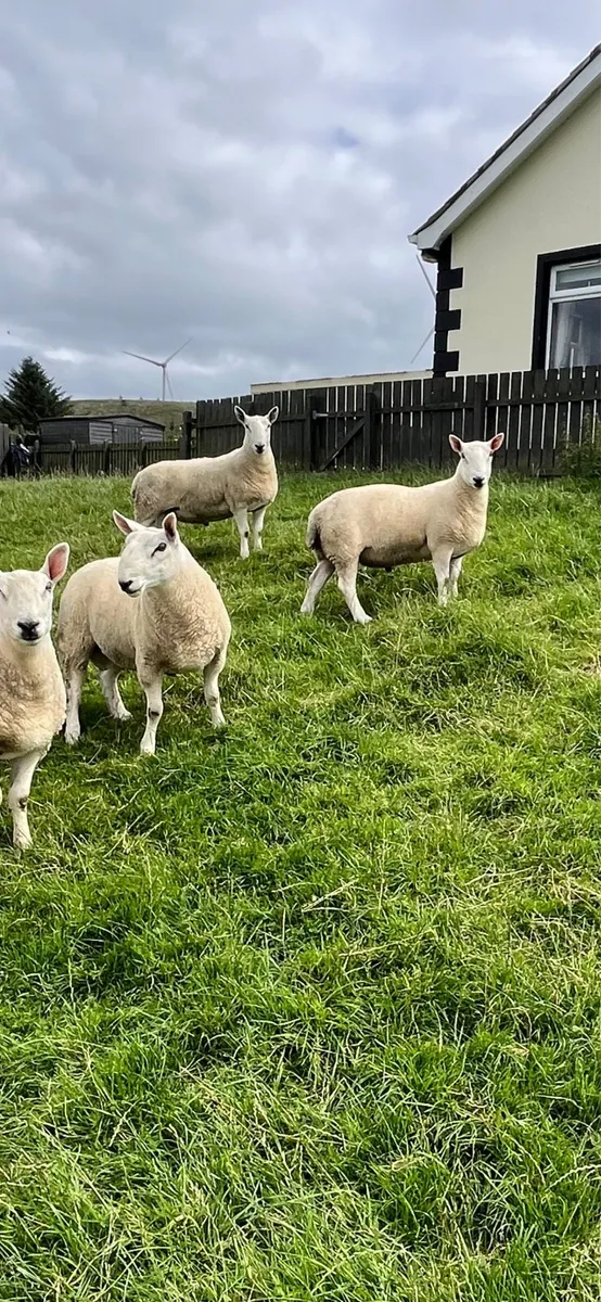 North Country Cheviot Rams - Image 3