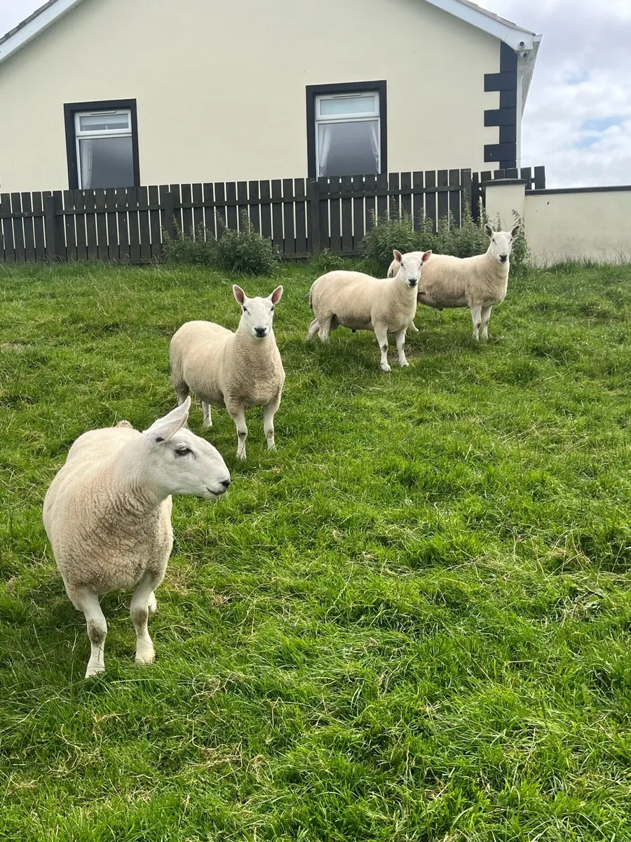 North Country Cheviot Rams - Image 1
