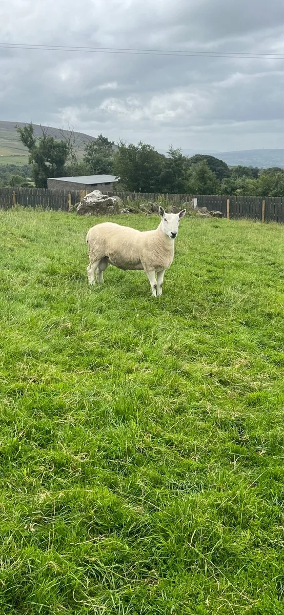 North Country Cheviot Rams - Image 4