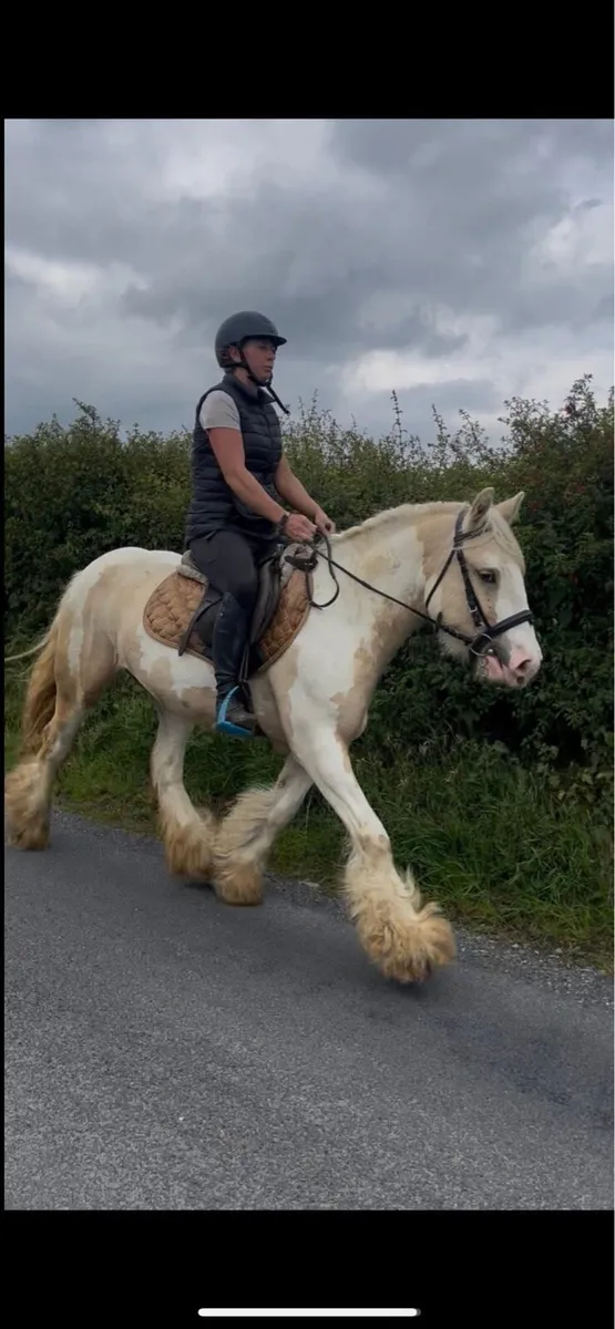 !* 14hh Cream & white Cob !* - Image 1