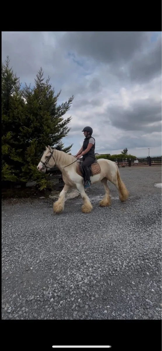 !* 14hh Cream & white Cob !* - Image 2