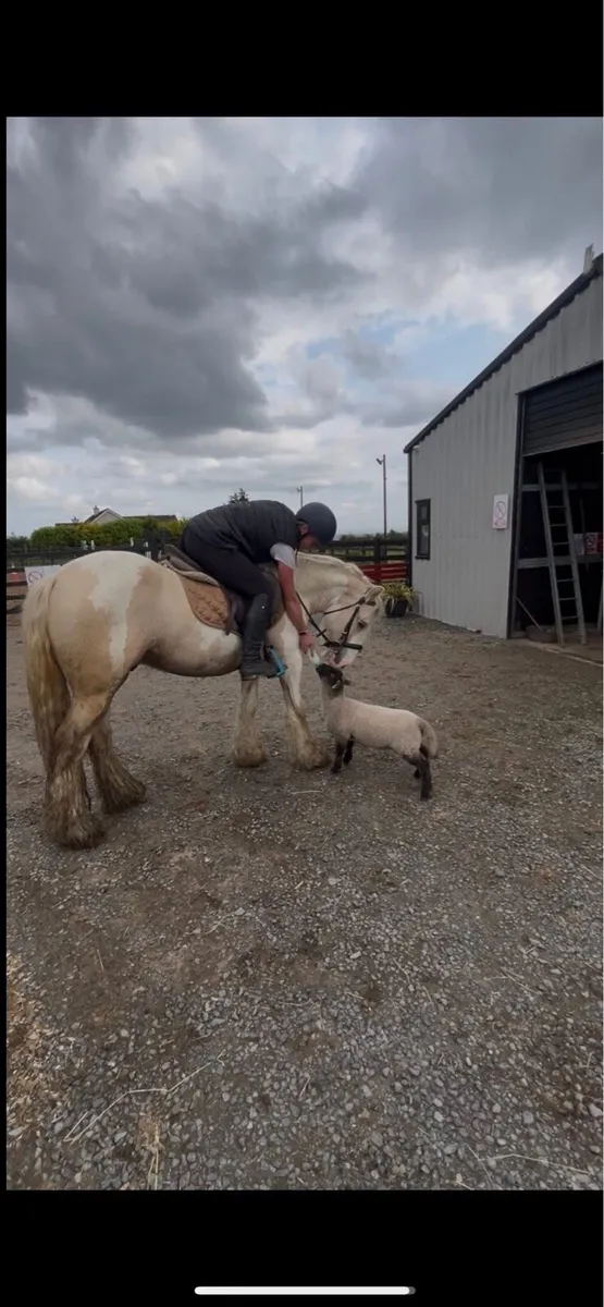 !* 14hh Cream & white Cob !* - Image 3