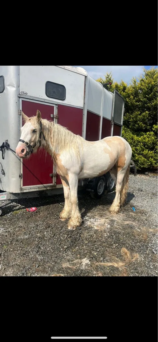 !* 14hh Cream & white Cob !* - Image 4