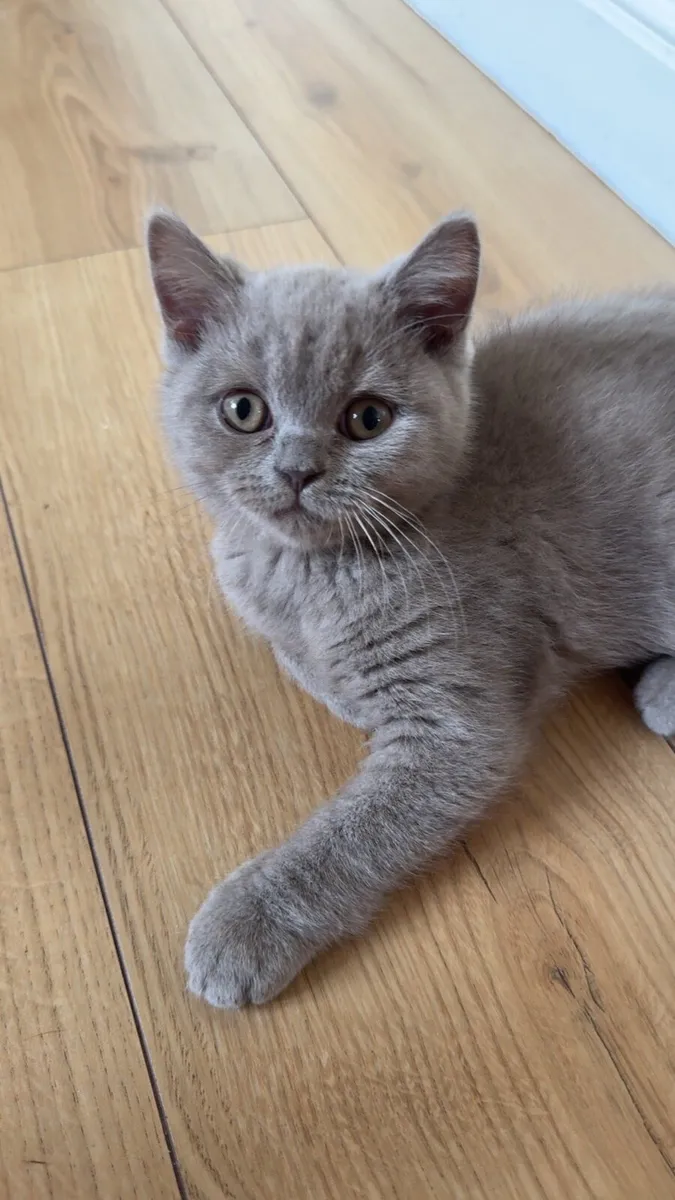 🐾 Adorable British Shorthair Kitten for Sale 🐾 - Image 1
