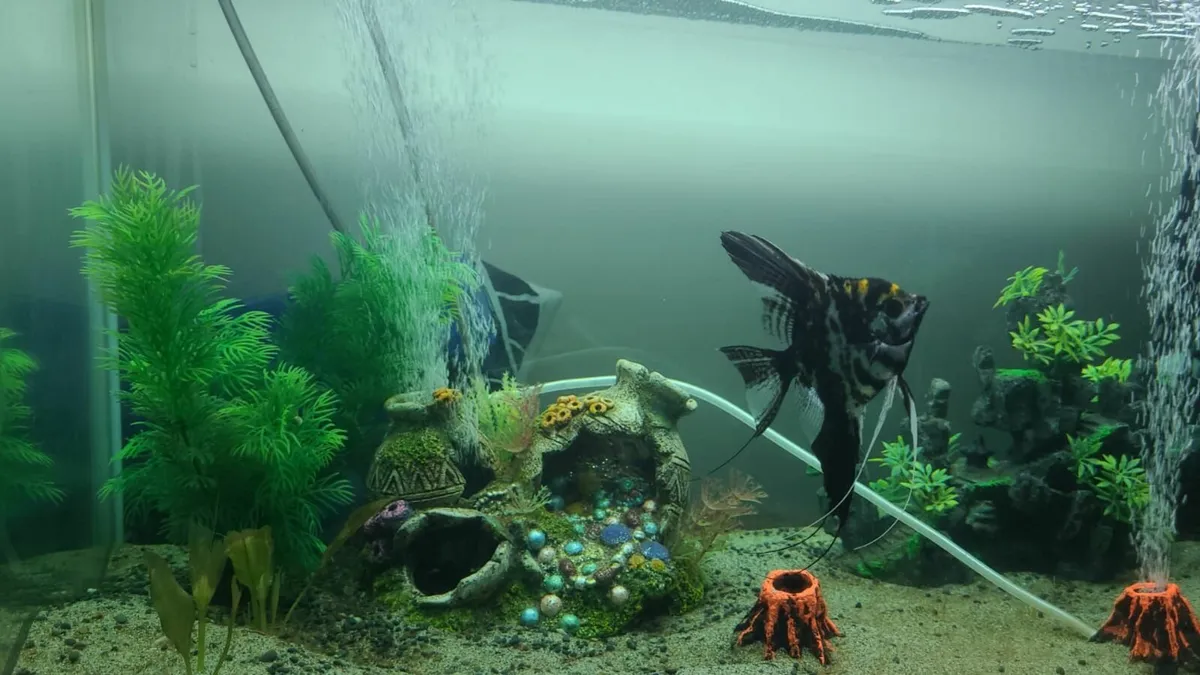 Giving away 2 free fish anglefish - Image 2