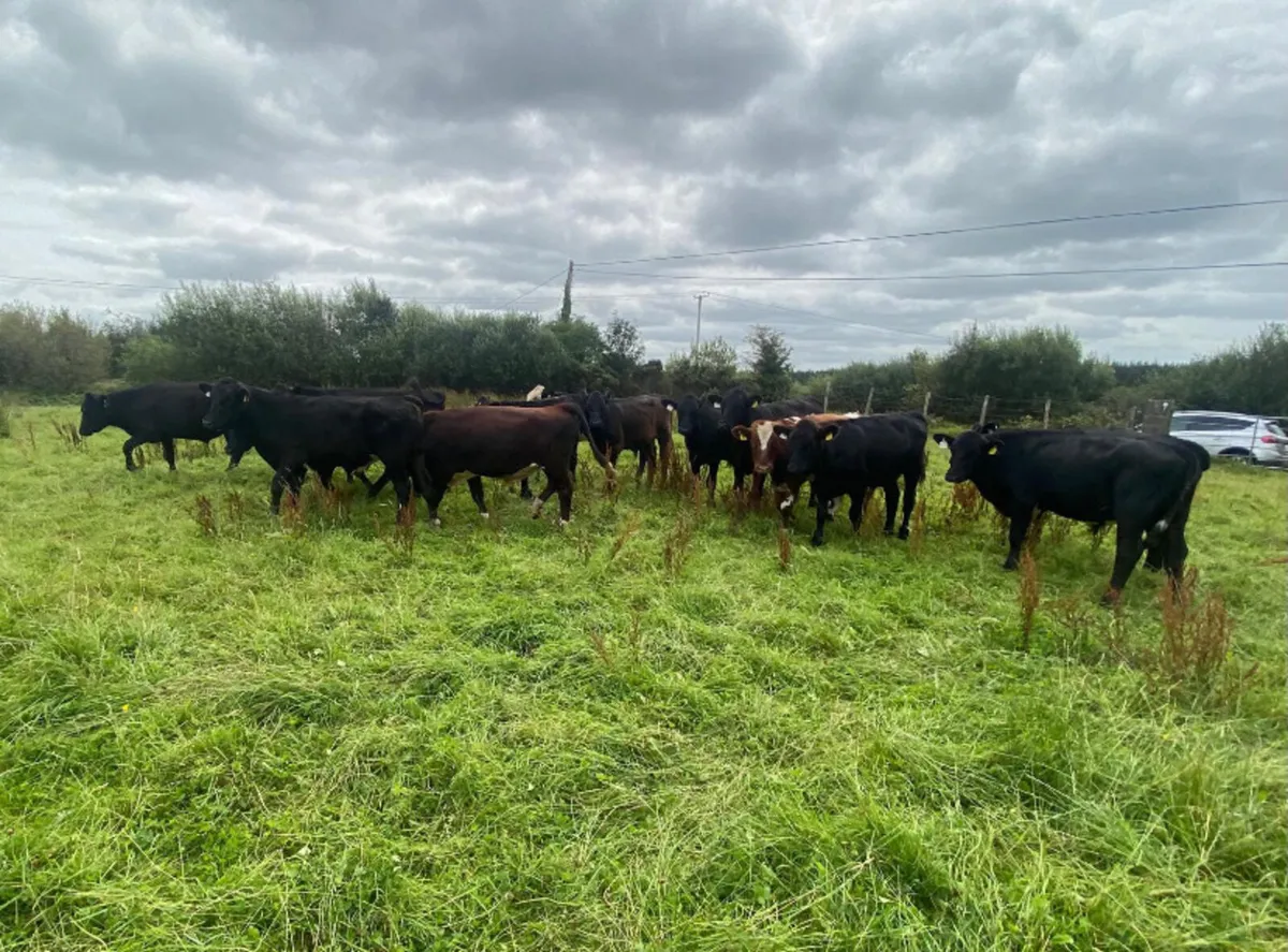 16 store bullocks - Image 3