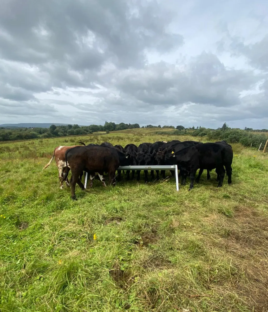 16 store bullocks - Image 4