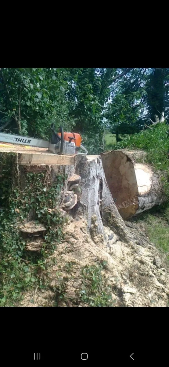 Tree felling and reduction service/machinery hire - Image 2