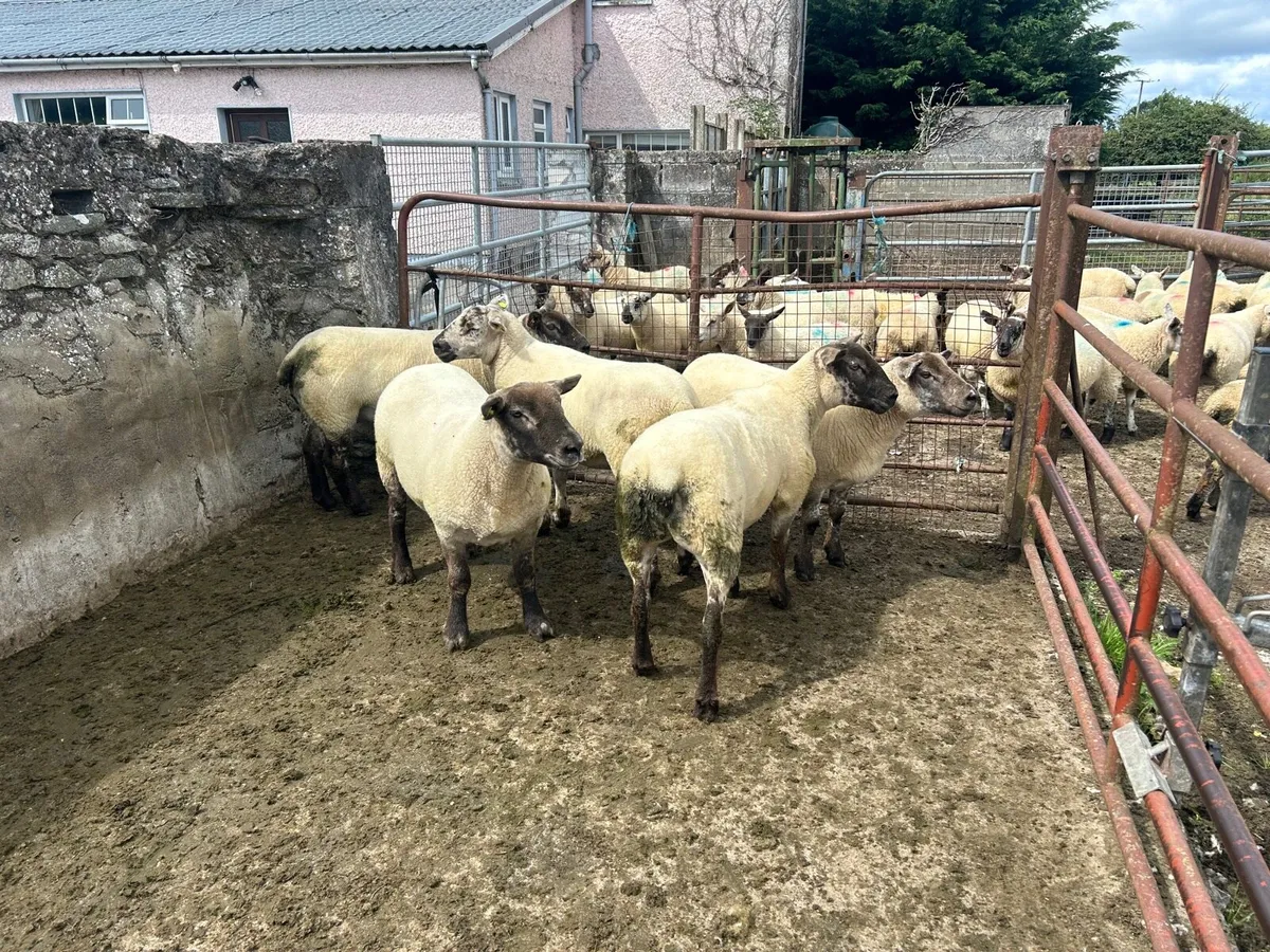 Suftex hogget ewes - Image 1