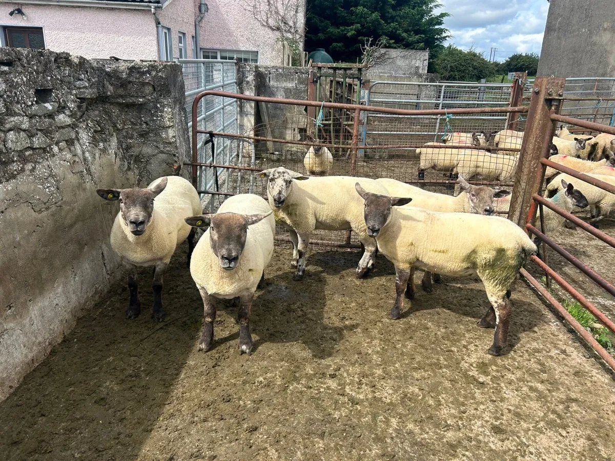 Suftex hogget ewes - Image 2