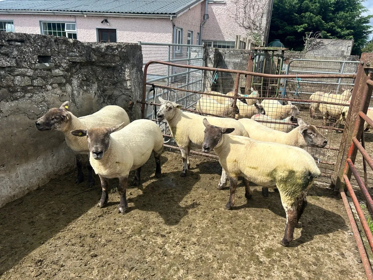 Suftex hogget ewes - Image 3