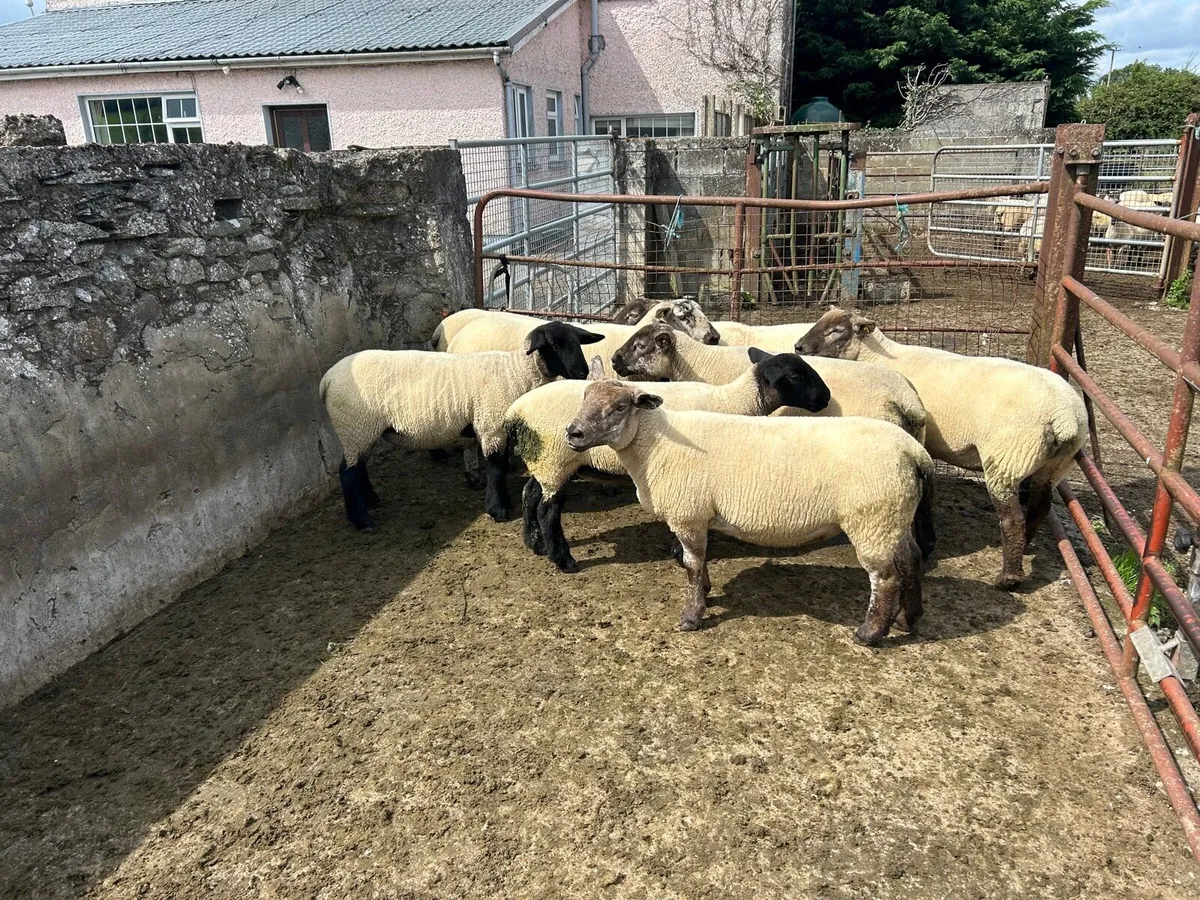 Suftex hogget ewes - Image 4