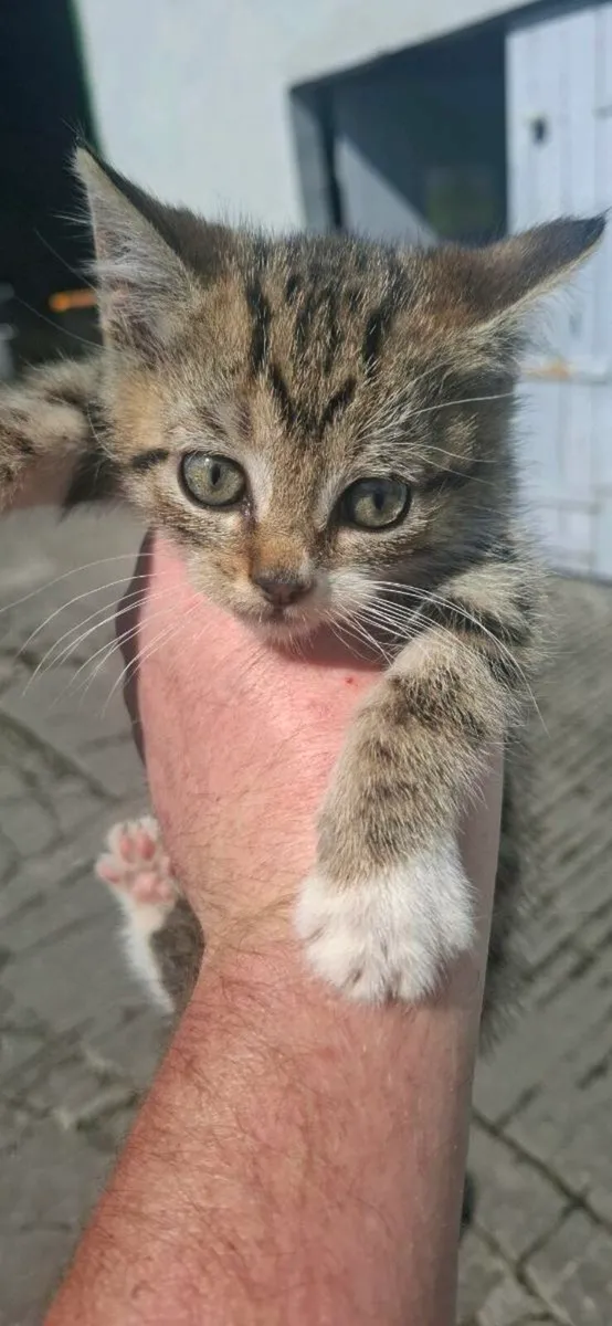Kittens - Image 1