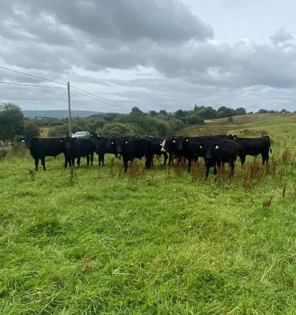 16 store bullocks - Image 1
