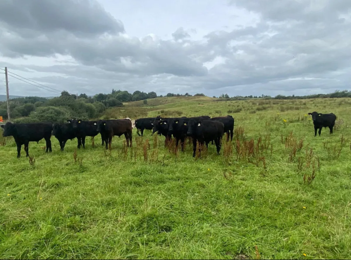 16 store bullocks - Image 2