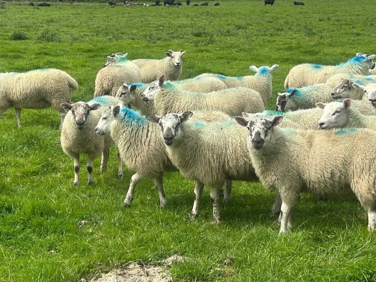 Hilltex store lambs - Image 1
