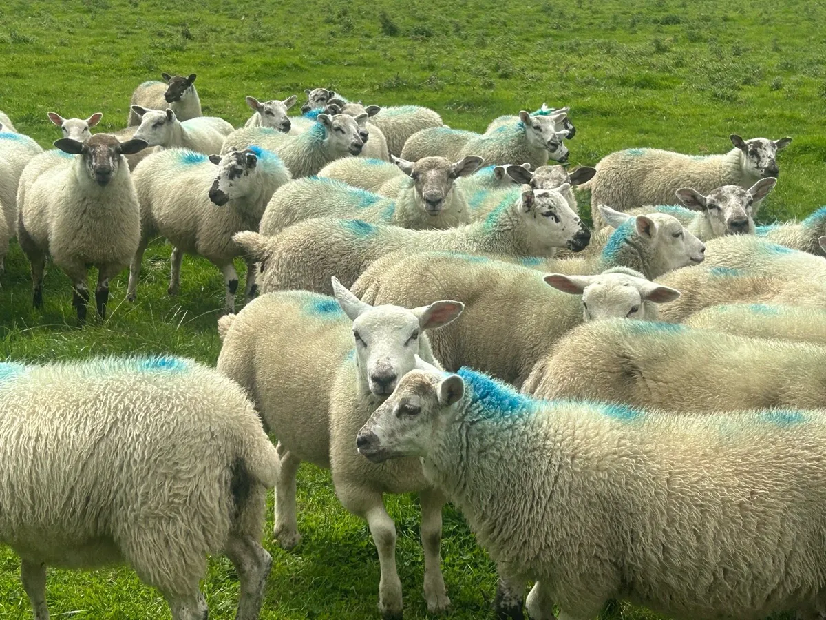 Hilltex store lambs - Image 2
