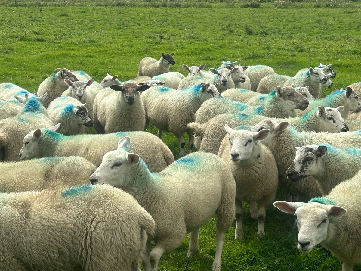 Hilltex store lambs - Image 3