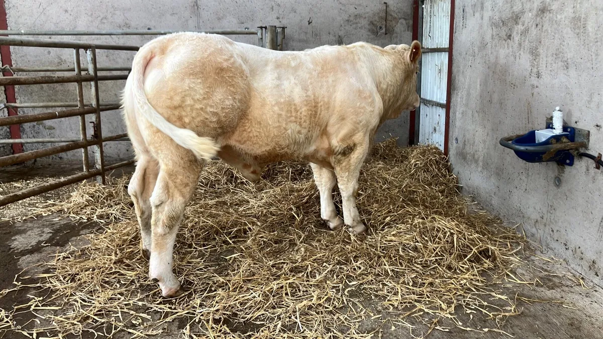 Bull - Image 1