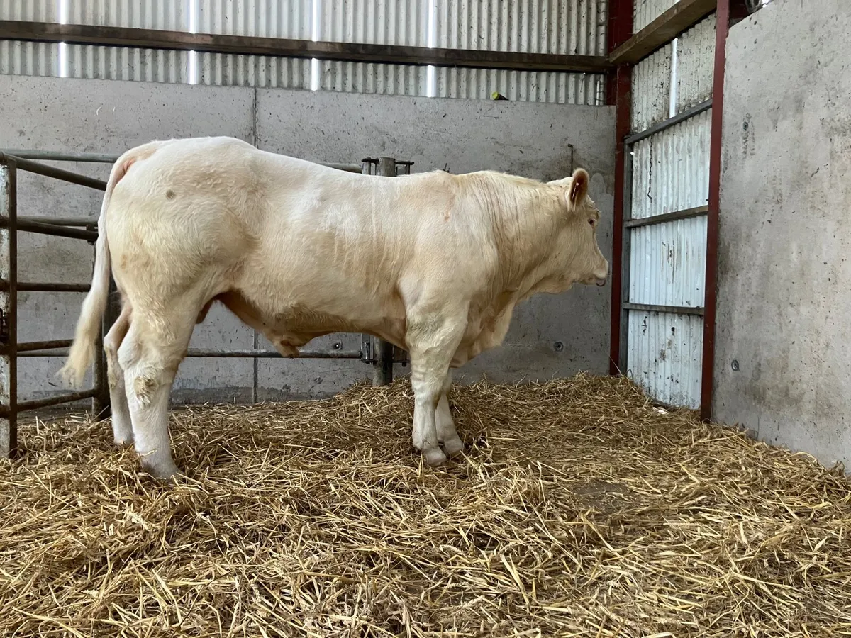 Bull - Image 2