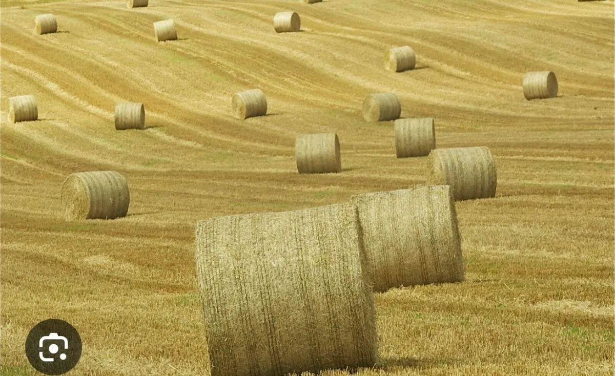 Barley straw 4x4