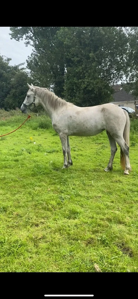 1 Connemara / 1 Draught - Image 3