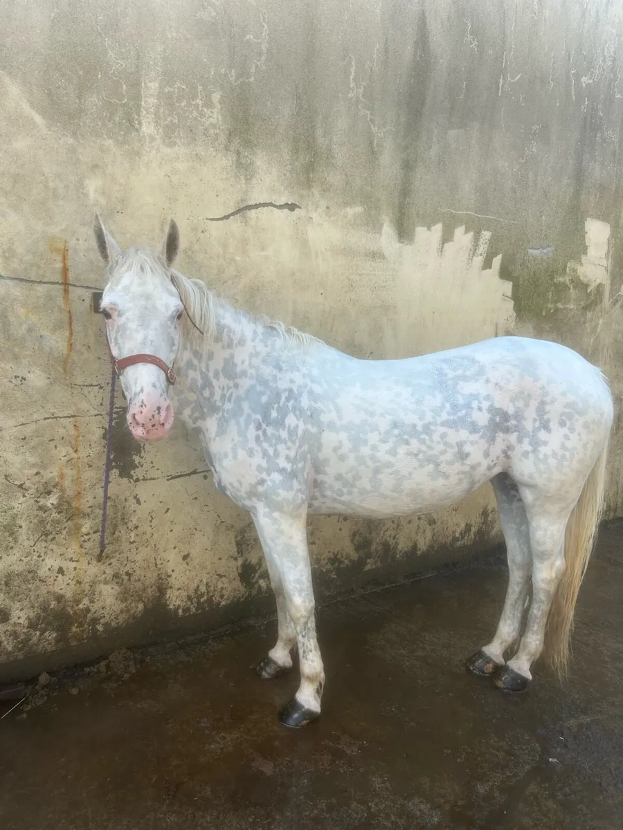 Appaloosa mare - Image 1