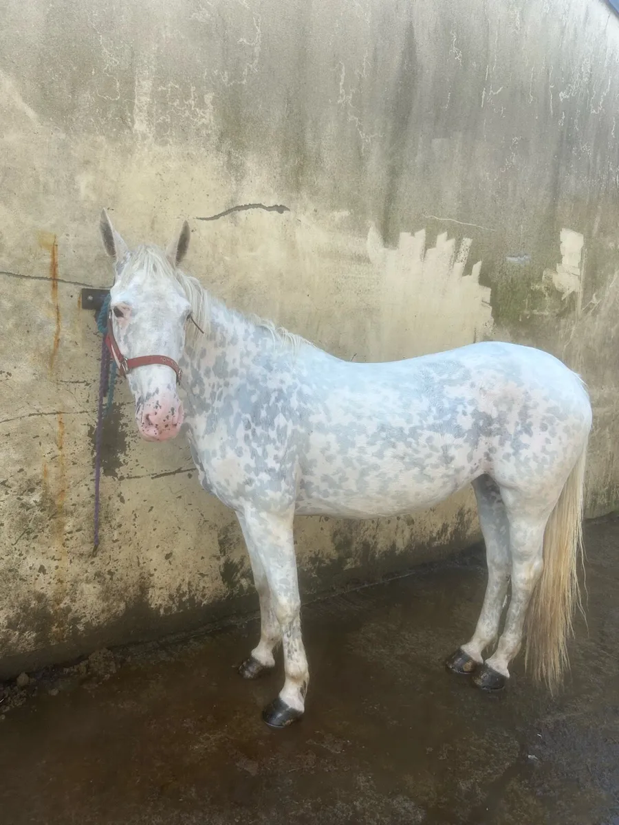 Appaloosa mare - Image 2