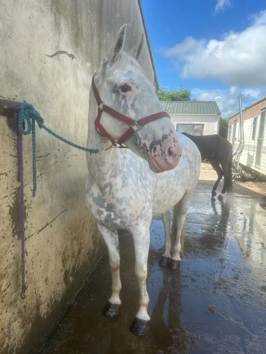 Appaloosa mare - Image 3