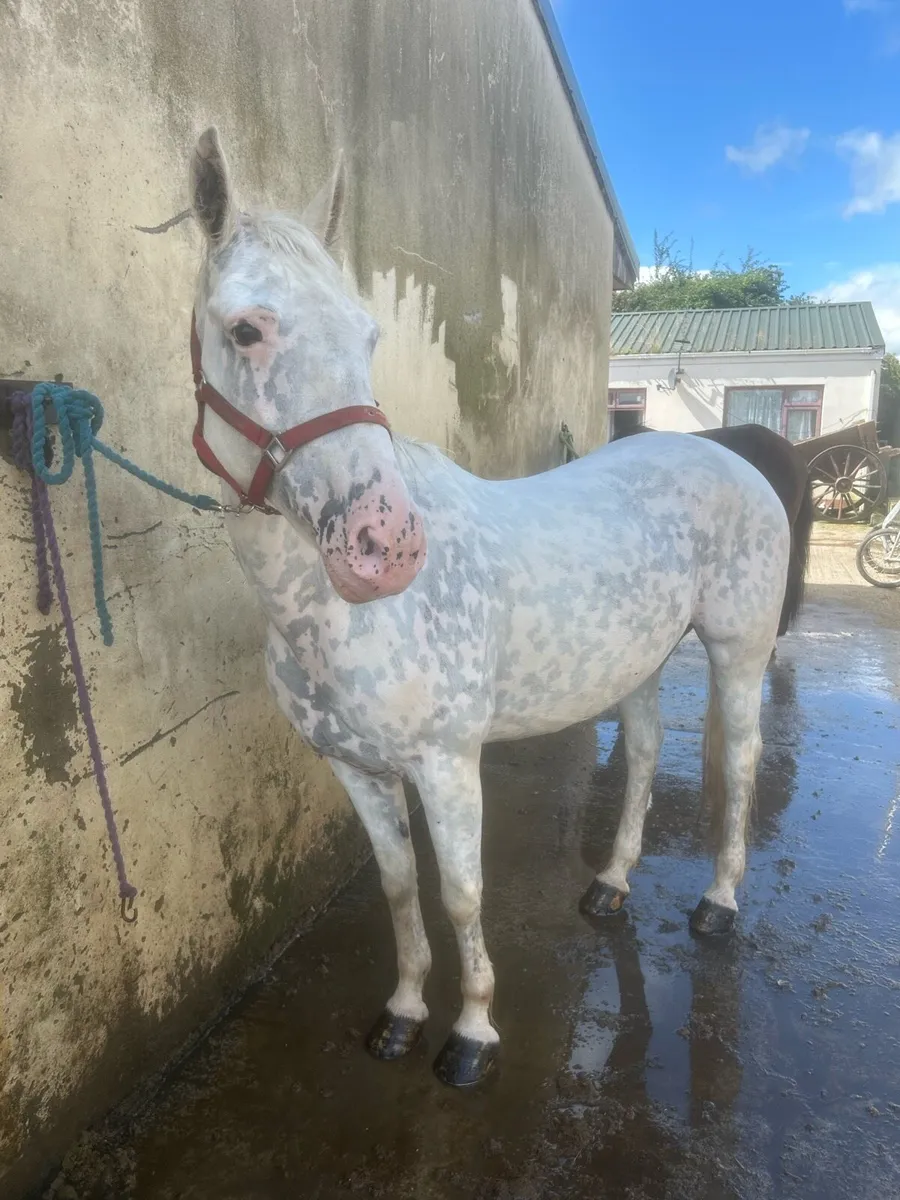 Appaloosa mare - Image 4