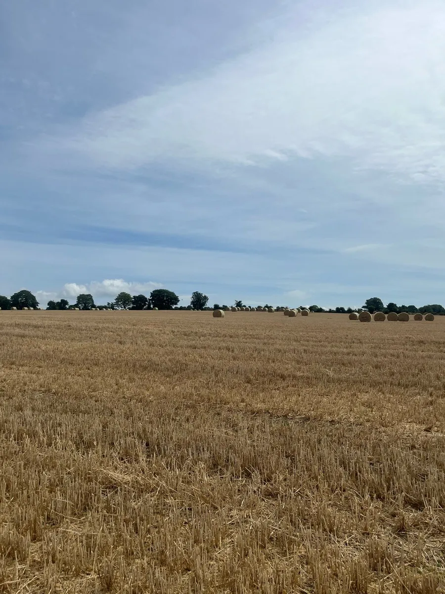 Straw - Image 3