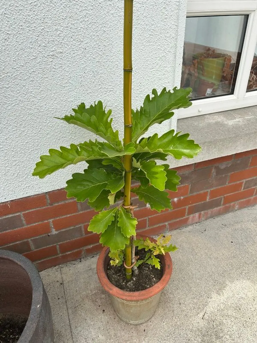 Rare Plant emperor Oak - Image 1