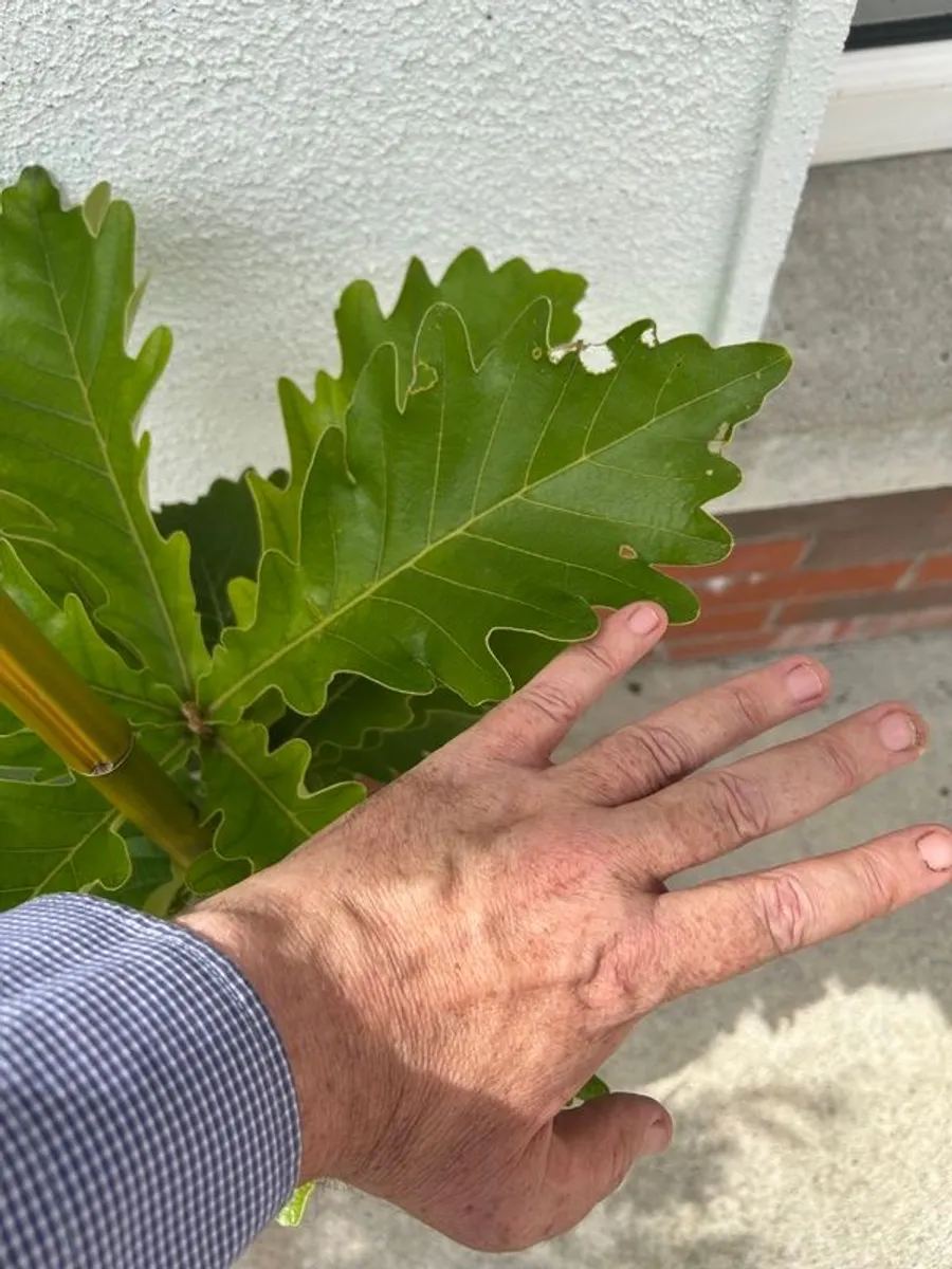Rare Plant emperor Oak - Image 2