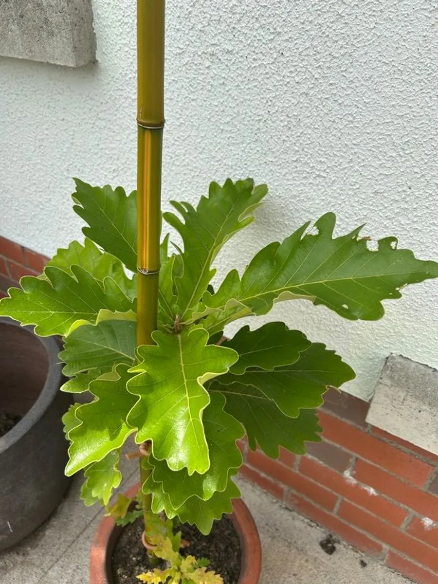 Rare Plant emperor Oak - Image 3