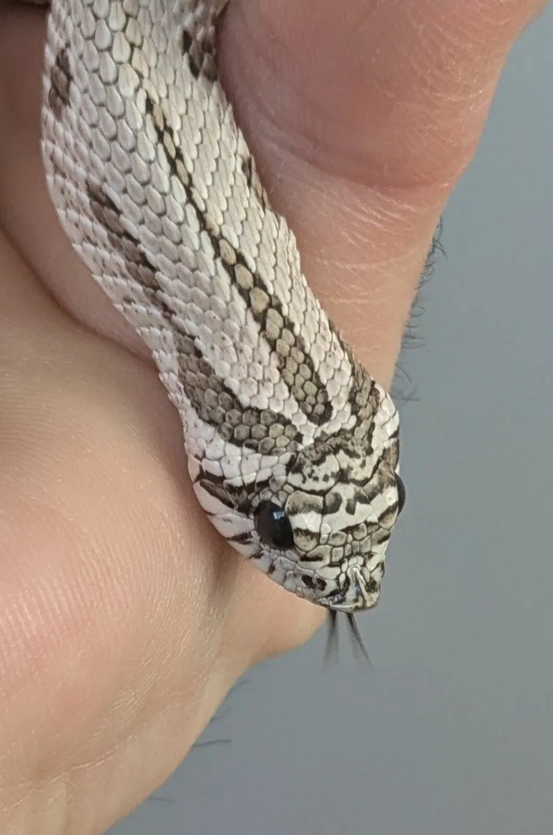 Western Hognose - Image 3